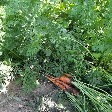 Stone House Hébergement de vacances Kelcyre