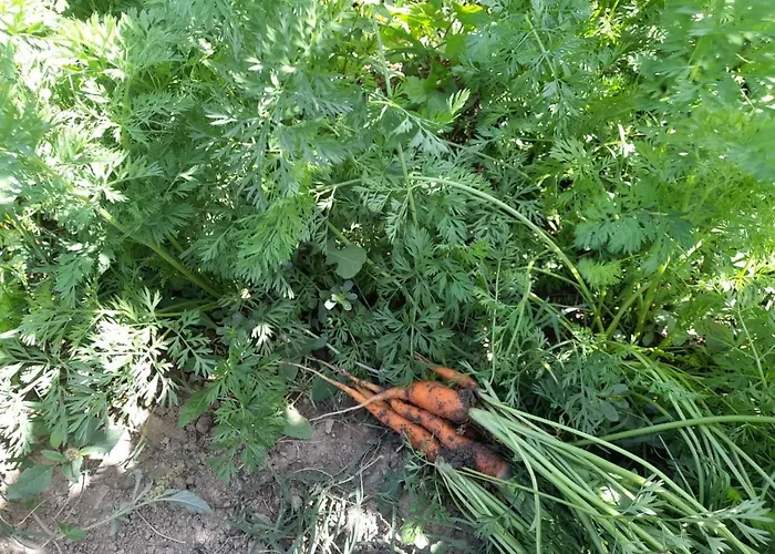 Stone House 度假居 Kelcyre